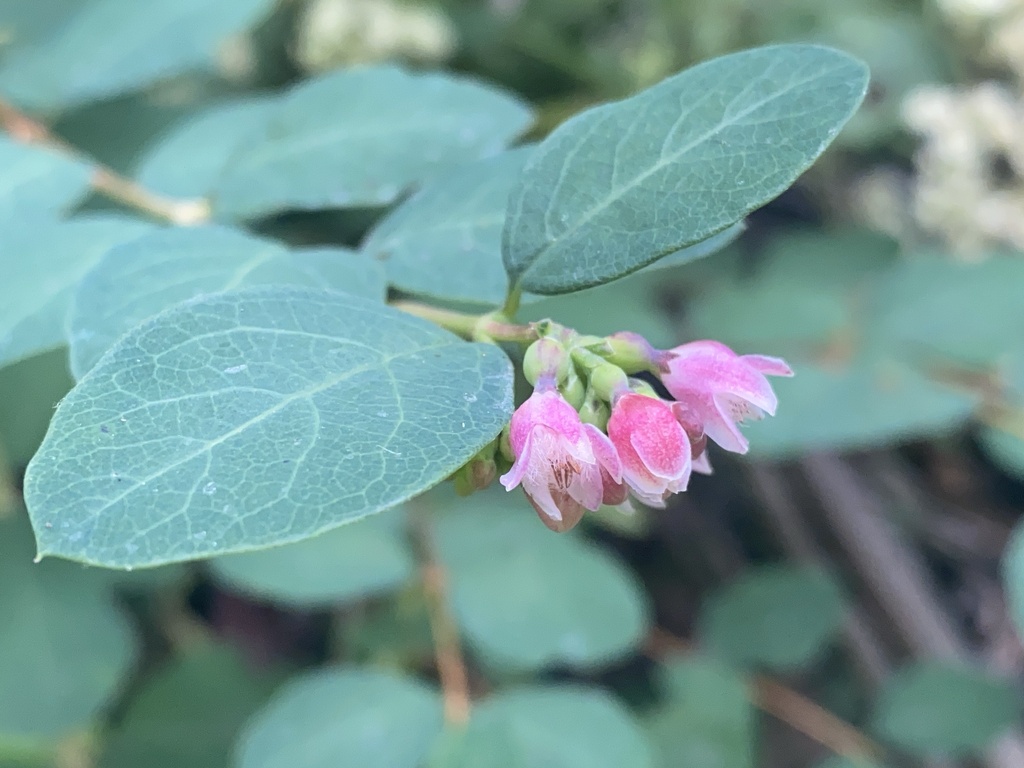 Symphoricarpos albus
