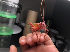 Capnogryllacris rufonotata