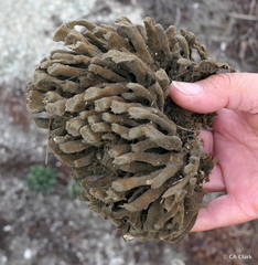 Clathria prolifera