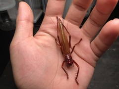 Capnogryllacris rufonotata