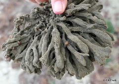 Clathria prolifera