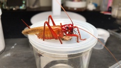 Capnogryllacris rufonotata