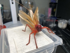 Capnogryllacris rufonotata