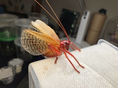 Capnogryllacris rufonotata