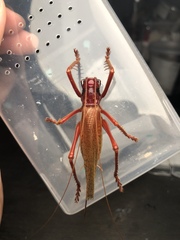 Capnogryllacris rufonotata