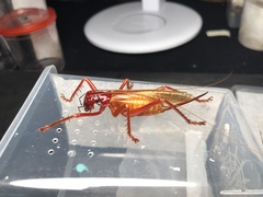 Capnogryllacris rufonotata