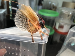 Capnogryllacris erythrocephala