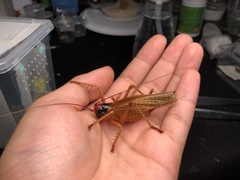 Capnogryllacris erythrocephala