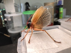 Capnogryllacris erythrocephala