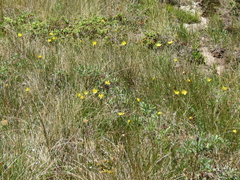 Microseris borealis