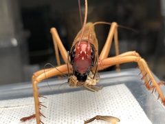 Capnogryllacris erythrocephala