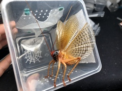 Capnogryllacris erythrocephala