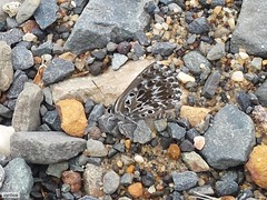 Lepidochrysops trimeni