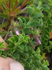 Indigofera candolleana