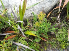 Indigofera candolleana
