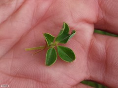 Indigofera candolleana