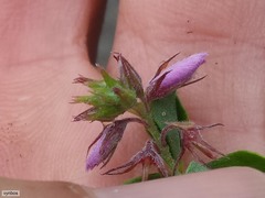 Indigofera candolleana