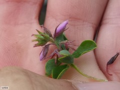 Indigofera candolleana