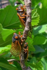 Magicicada cassinii
