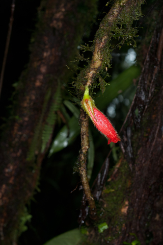 Columnea pedunculata