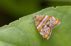 Choreutis orthogona