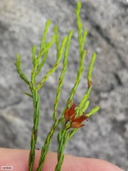 Lamprotis