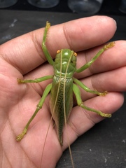 Eugryllacris comotti