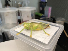 Eugryllacris comotti