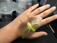 Eugryllacris comotti