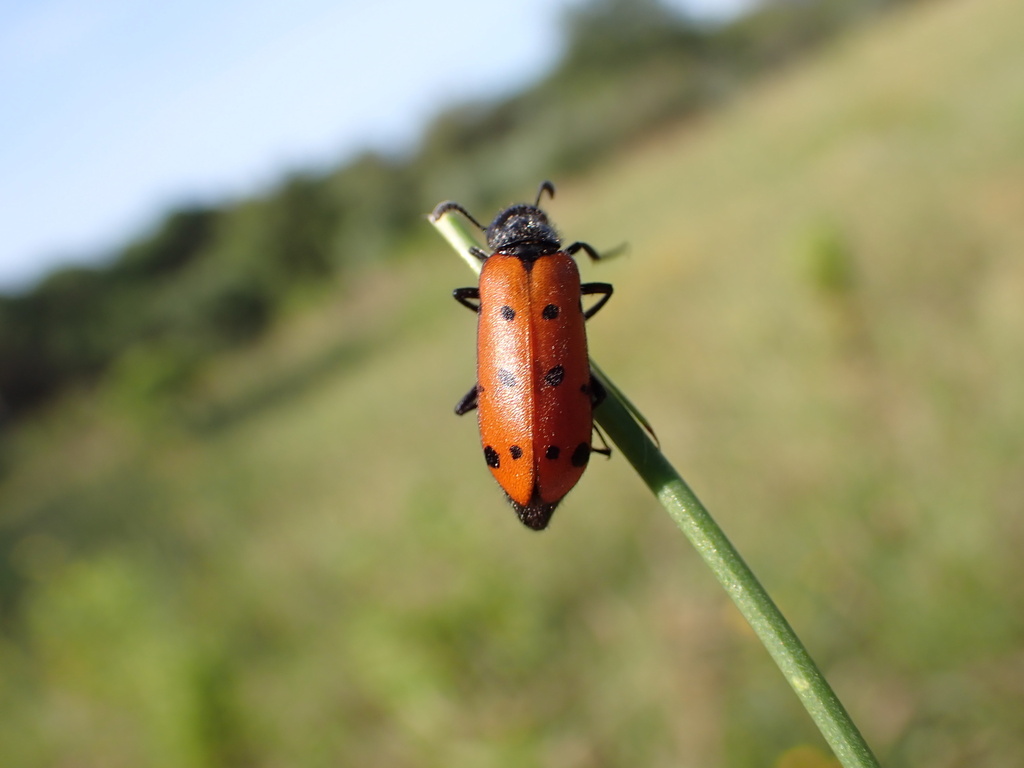 Hycleus duodecimpunctatus