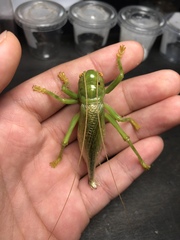 Eugryllacris comotti