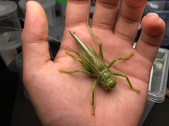 Eugryllacris comotti