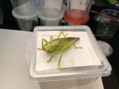 Eugryllacris comotti