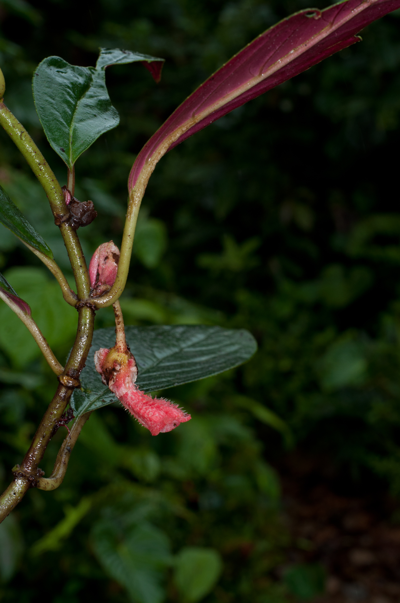 Glossoloma harlequinoides