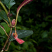 Glossoloma harlequinoides - Photo (c) Oscar Marín, some rights reserved (CC BY-SA), uploaded by Oscar Marín