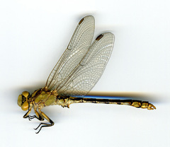 Ophiogomphus occidentis