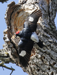 Acorn Woodpecker photo 4