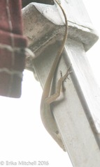 Anolis roquet salinei