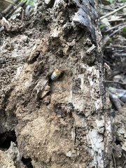 Lucanidae