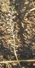 Ledebouria apertiflora image
