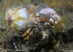 Dardanus pedunculatus