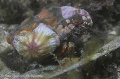 Dardanus pedunculatus