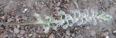 Ledebouria apertiflora image