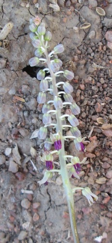 Ledebouria apertiflora image