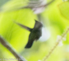 Orthorhyncus cristatus