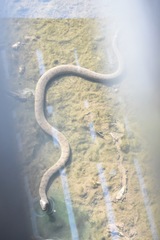 Cerberus schneiderii