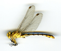 Ophiogomphus occidentis
