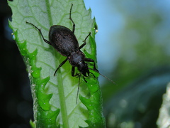 Carabus leachi