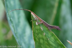 Anolis roquet salinei