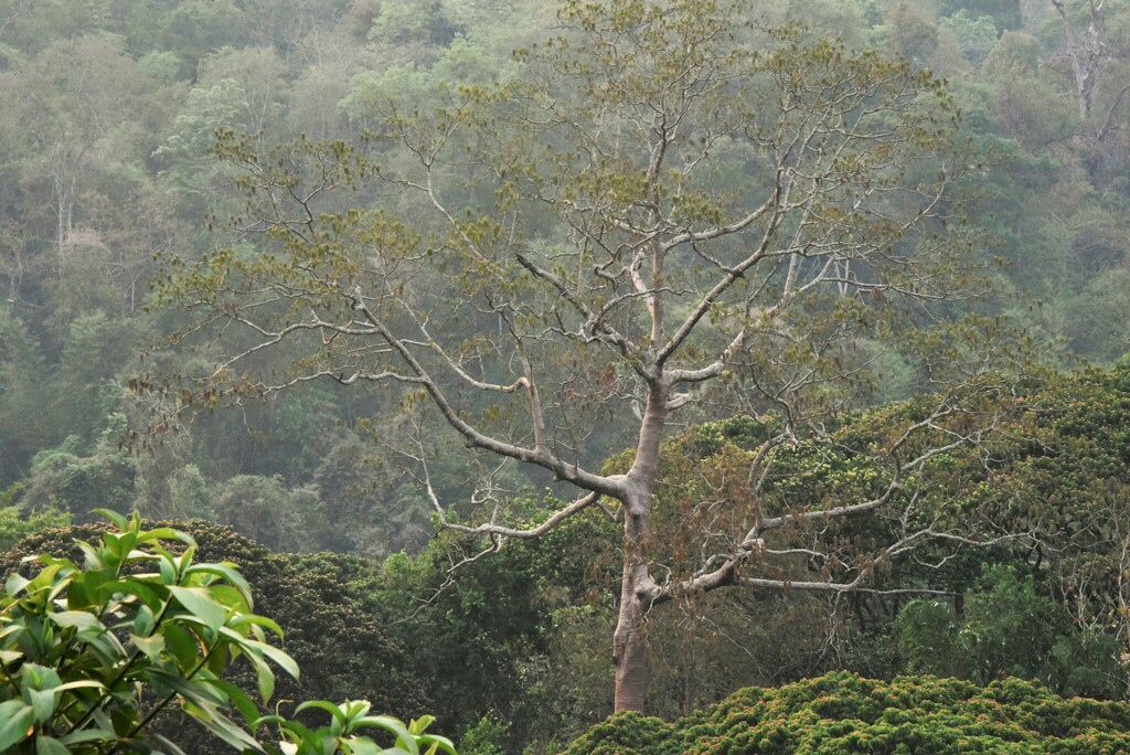 Shidam tree from Chiang Dao, District de Chiang Dao, Province de Chiang ...